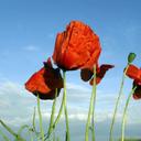 Roland Funk - @fuchsomania - Twitter