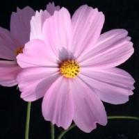 الأترُجّة (@alotrujah) Twitter profile photo