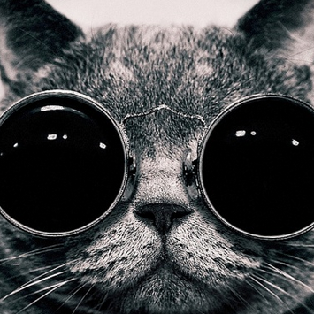 PestNoMore's profile picture. Evolved Pest Control