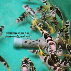 BENZENA FISH BALI