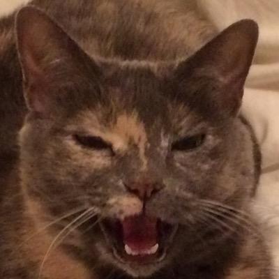 jugglecakes's profile picture. 