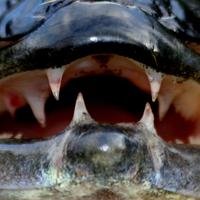 Sportvis Fryslân (@svfrl) 's Twitter Profile