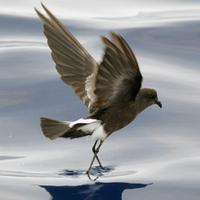 Save Seabirds (@saveseabirds) 's Twitter Profile