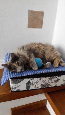 danieldalfarra's profile picture. ceo of tuxedo