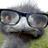 HipsterEMUS's profile image
