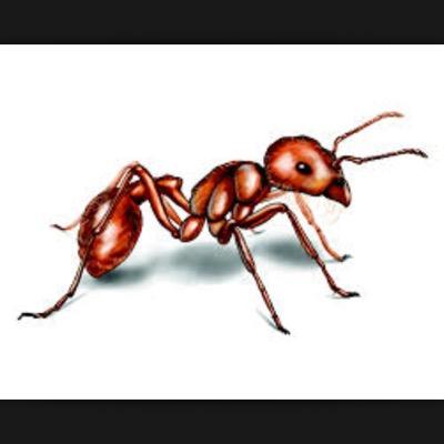 I like antz