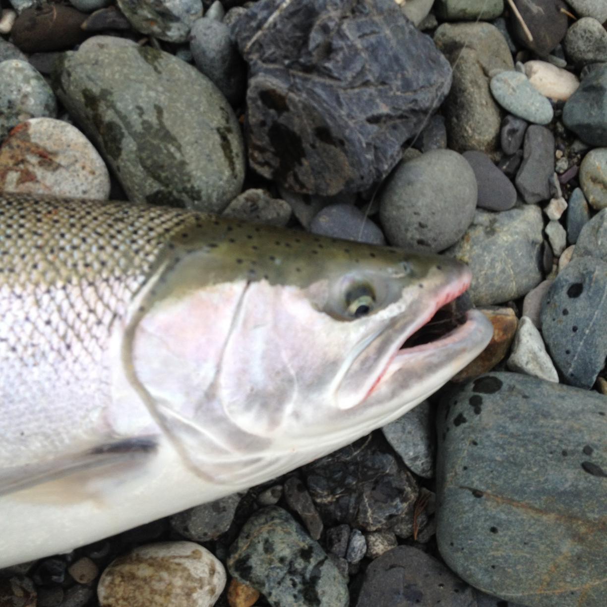 Wild Fish in Wild Rivers..
Guided by the season's 
Livin for the tug..!