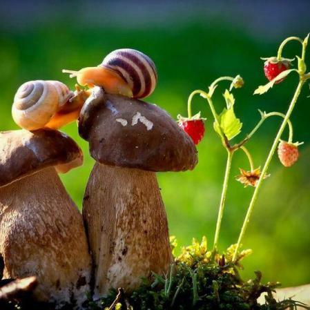 Lalumacheria's profile picture. Vendiamo Lumache da Gastronomia