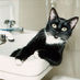 joeyo (@tuxedocat) Twitter profile photo joeyo (@tuxedocat) Twitter profile photo