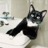 tuxedocat's profile picture. sup?