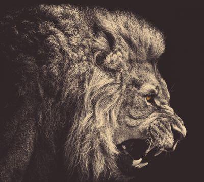 Rayanlive777's profile picture. OKLM:X