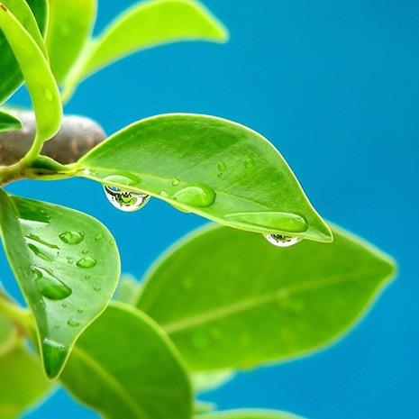 treestr's profile picture. the world's first and only social networking site for trees