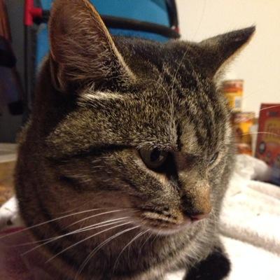 CaroleTheCat's profile picture. Im probably following you because I hunt my prey.