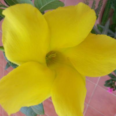 lotus_f75's profile picture. 