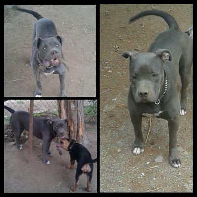 kingofdakennel7's profile picture. 