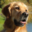 mobilitydogs's profile image