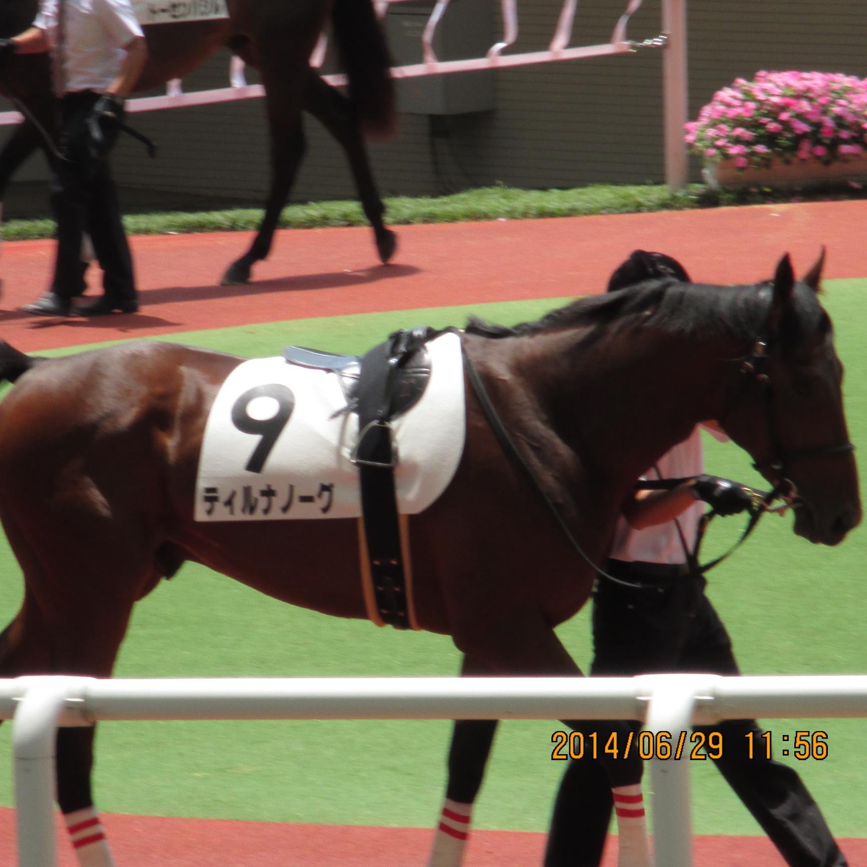 競馬専用にしたいと思います。