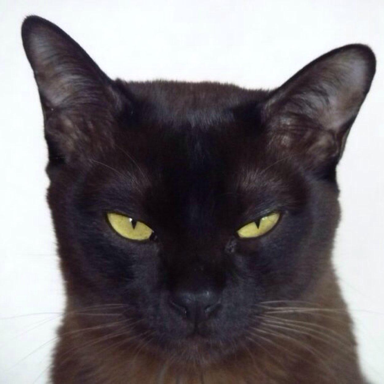 rhubarb5's profile picture. citizen of the world, short terrier like person, but a big softy at heart. Mega cat lover.