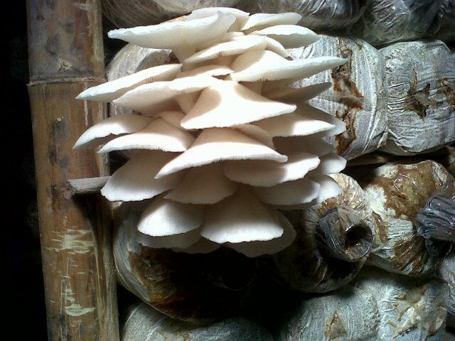 SoloJamur's profile picture. Solo Jamur Phone; 0813 2912 8280 / 0815 7843 1079.