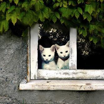 Nature/wildlife preservation. Rescue #cats! Organic allotment. #Bees protection. Love clever humour! Antique Fairs, good smile about life! Matlock Bath raised.
