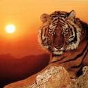 Graciela Alfonso - @Gracielaalf11 - Twitter