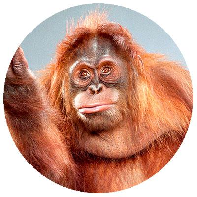 voknehzolos's profile picture. Биохимик. Искусственные цветы