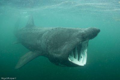 Irish Basking Shark