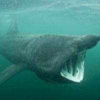 Irish Basking Shark(@BaskingIrish) 's Twitter Profile Photo