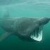 Irish Basking Shark (@BaskingIrish) Twitter profile photo
