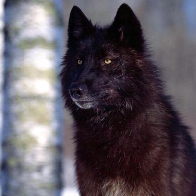 im currently a male lone wolf who can morph into a human or a wolf Human form: 16 has a watch that gives me anything. Im also part of the AvalikPack