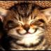 Tom'sCat (@candy_cage) Twitter profile photo