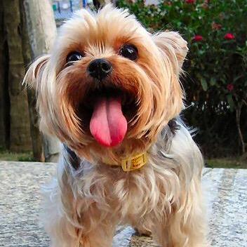 A page dedecated to yorkies! picture submissions/ featurings w/ names should be emailed to cuteyorkies14@gmail.com or tweet to us!