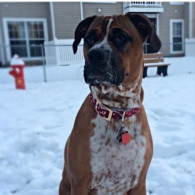 Roxy_The_Boxer's profile picture. I'm a 1yr old Boxer girl named Roxy. I love to lick, run, chew on rope