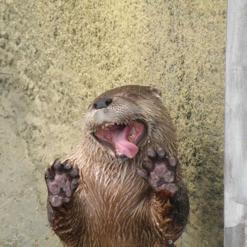 dailycutetweet's profile picture. We don't own the photos, we just share them