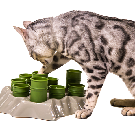 aikiou_en's profile picture. If someone says it's not fun to play with food, that's because your dog doesn't eat in  an Aïkiou bowl.  http://t.co/jCiW8MVAoI