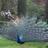 shauna_fulcher's profile image