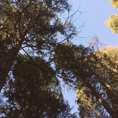 zialltbhh's profile picture. Dream Qrew // Dose of Fousey 12/22 8:30