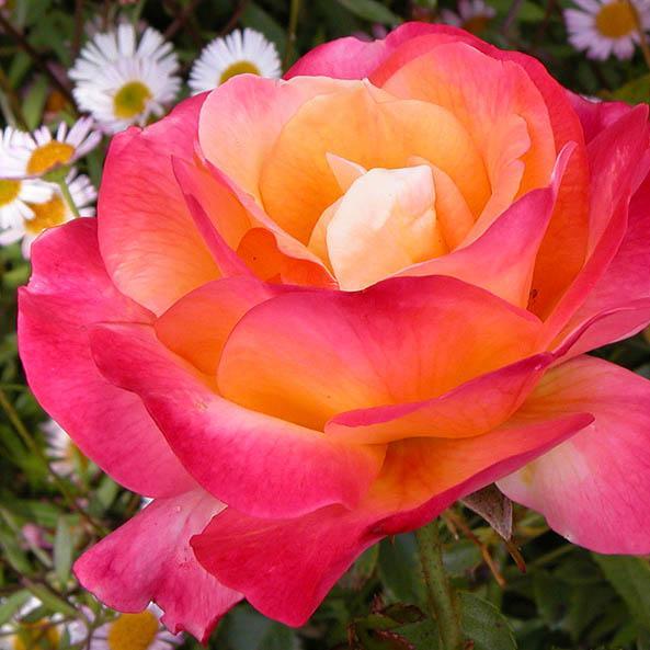 MeshiiMora29's profile picture. 