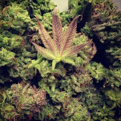 drugs are just a war with boredom