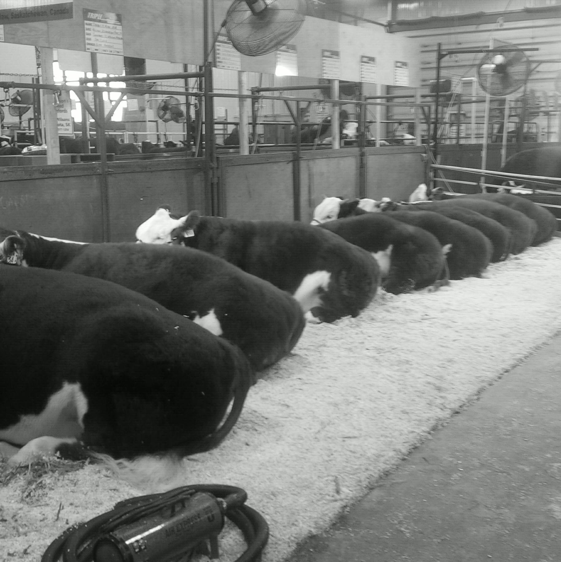 Just a guy that hangs out at cattle shows and sales!