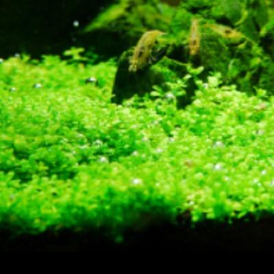 趣味でアクアを初めて熱帯魚、水草、シュリンプ等飼育してきましたo(｀ω´ )oアクア関係の素朴な疑問から記事等までTweetしていきます！たくさんのアクアリストの方々と繋がりたいです(o^^o)相互フォロー、RTお願いします！ちなみにヘッダー画像は私が高校生の時に作った作品です^ ^よろしくお願いします☆