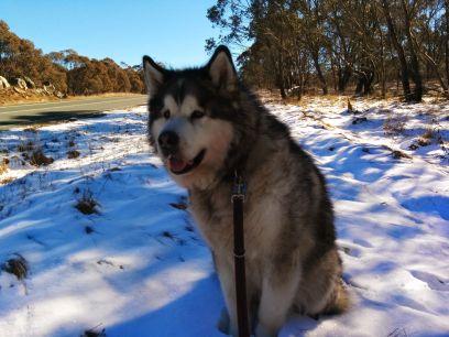have a malamute, like college football and being snarky on twitter. manage a restaurant some of the time.