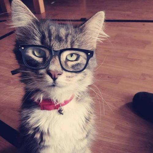 newmanperez1's profile picture. 