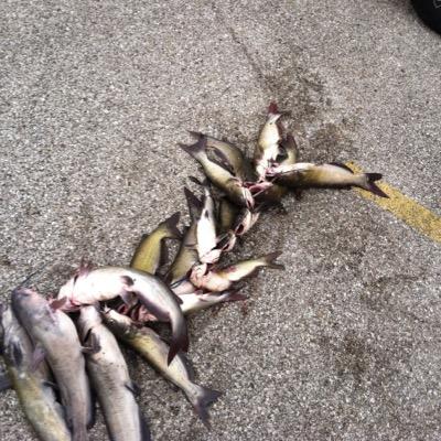 BOTTOMFEEDER94's profile picture. WRS