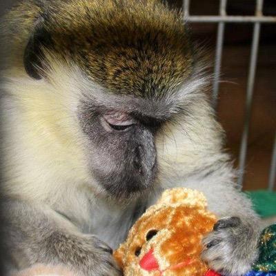 Frisky's Wildlife Sanctuary. Dedicated to wildlife rehabilitation since 1970. For information please email friskysmediamanager@yahoo.com