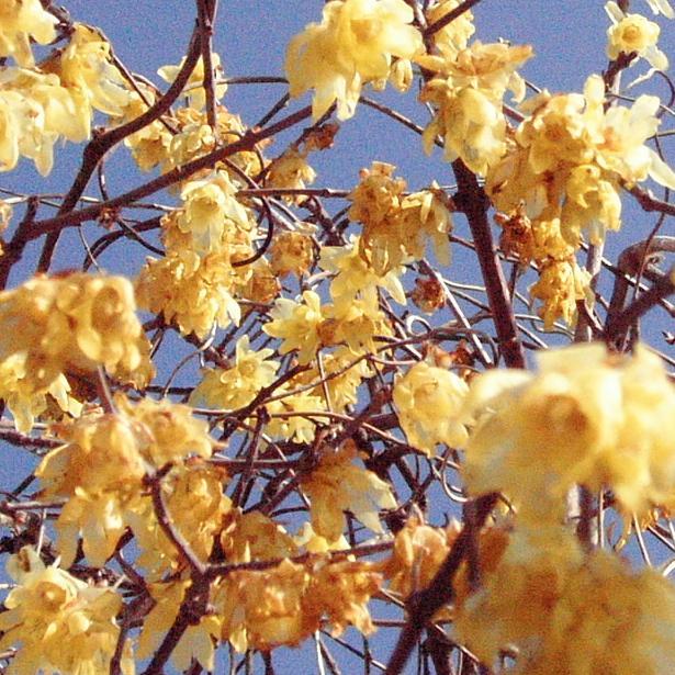 mimi_de_kawachi's profile picture. femme de sons et de japon