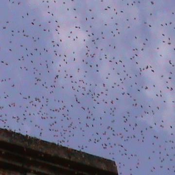 pyoque's profile picture. 