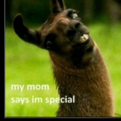 stowllama1's profile picture. stow percussion llama 2015 cymbals best llama 2013,2014, 2015!!! being a llama since 1982!! and awesome llama all around!!!