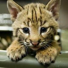 Cutest tweets imaginable! follow us for the most adorable tweets. We pledge to post nothing besides baby animals.