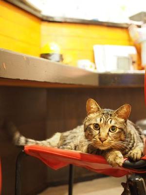 猫カフェ Shana シャナ Catcafe Shana Twitter 猫カフェ Shana シャナ Catcafe Shana Twitter